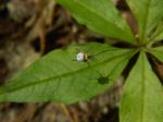 Trientalis borealis Raf.