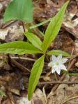 Trientalis borealis Raf.