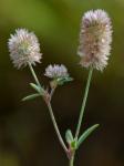 Trifolium arvense L.