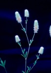 Trifolium arvense L.