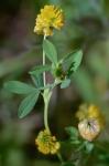 Trifolium aureum Pollich