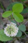 Trifolium calcaricum Collins & Wieboldt
