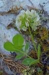 Trifolium calcaricum Collins & Wieboldt