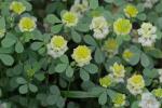 Trifolium campestre Schreb.