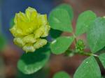 Trifolium campestre Schreb.