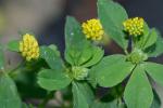 Trifolium dubium Sibthorp