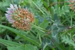Trifolium hybridum L.