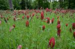Trifolium incarnatum L.
