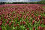 Trifolium incarnatum L.