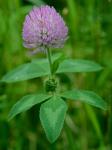Trifolium pratense L.