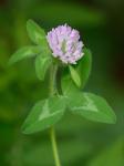 Trifolium pratense L.