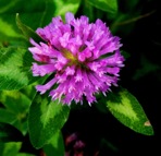 Trifolium pratense L.