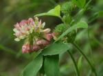 Trifolium reflexum L.