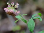 Trifolium reflexum L.