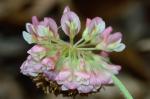 Trifolium reflexum L.