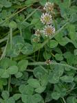 Trifolium repens L.