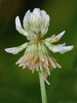 Trifolium repens L.