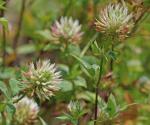 Trifolium vesiculosum Savi