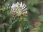 Trifolium vesiculosum Savi