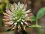 Trifolium vesiculosum Savi