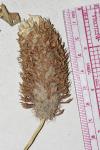 Trifolium vesiculosum Savi