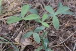 Trifolium virginicum Small