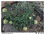 Trifolium virginicum Small