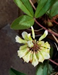 Trifolium virginicum Small