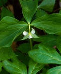 Trillium cernuum L.