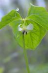 Trillium cernuum L.