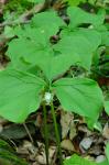 Trillium cernuum L.