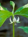 Trillium cernuum L.