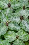 Trillium cuneatum Raf.