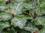 Trillium cuneatum Raf.