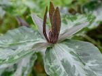 Trillium cuneatum Raf.