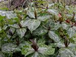 Trillium cuneatum Raf.