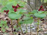 Trillium erectum L.