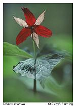 Trillium erectum L.