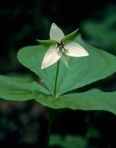 Trillium erectum L.