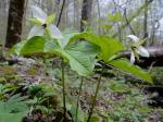 Trillium erectum L.