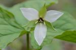 Trillium erectum L.