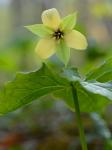 Trillium erectum L.