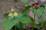 Trillium erectum L.