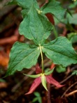 Trillium erectum L.