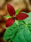 Trillium erectum L.