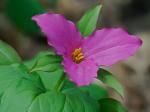 Trillium grandiflorum (Michx.) Salisb.