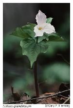Trillium grandiflorum (Michx.) Salisb.