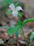 Trillium grandiflorum (Michx.) Salisb.