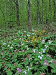 Trillium grandiflorum (Michx.) Salisb.