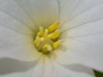 Trillium grandiflorum (Michx.) Salisb.